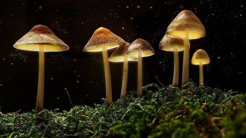 2022 04 23 Magic mushrooms depressie Cropped